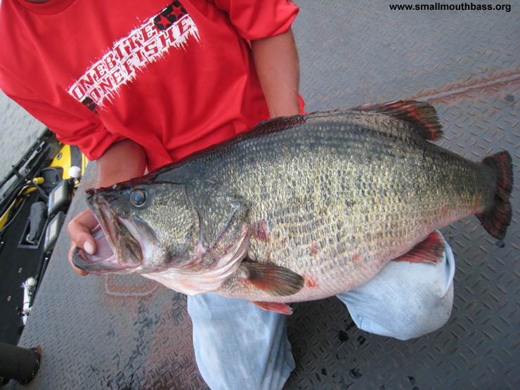 Tied World Record Largemouth Bass from Japan